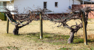 Building a Simple Grape Arbor - Weed 'em & Re