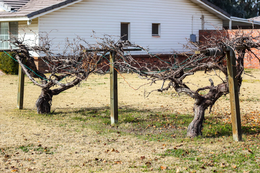 The Beauty and Functionality of a Grape Arbor