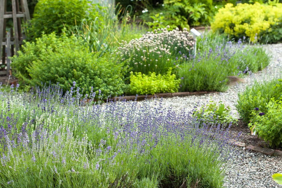 How to Create a Herb Garden | BBC Gardeners World Magazi