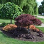 4 Benefits of a Backyard Shrub Island Berm and How to Build Your .