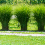 Plant Ornamental Grasses for Oomph and Texture - Colorado Country .