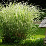 Ornamental Grasses: The Underrated Perennial Your Garden Needs .