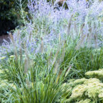 The Best Ornamental Grasses for Low-Maintenance Beau