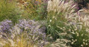 Landscape Design with Ornamental Grasses: Top 5 wa