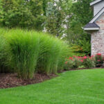 Tips for Adding Ornamental Grasses to Your Landsca