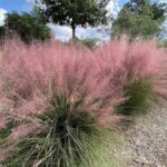 5 Ornamental Grasses for San Antonio Texas Landscap