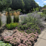 Reliable Ornamental Grasses for Minnesota | Gertens Garden Cent