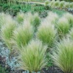 9 Prairie Grass to Elevate Your Landscapi
