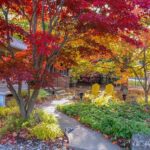 How to grow and use Japanese Maples in gardens big and small .