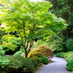 Plant Spotlight: Japanese Maples - Terre Verte Landscape Desi