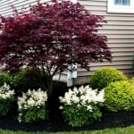 Japanese Maple and White Astilbe in Beautiful Gard