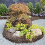 Japanese Maple Garden – Down to Earth Living - Garden Center .