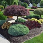 Using Japanese Maple in a Landscape Desi