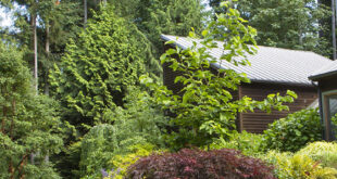 10 Striking Dwarf Japanese Maples to Accent Your Landsca