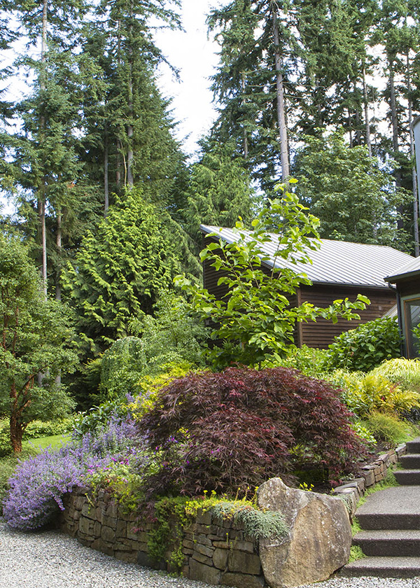 Cultivating the Beauty of Japanese Maple Trees Through Thoughtful Landscaping