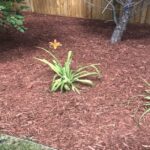 Mulch Guide: Types, Pro Tips and Where to Mul