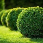 How to Find Stunning Shrubs to Complement Your Backyard Desi
