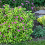 5 Top-Rated Shrubs for Easy Maintenance Landscapes | Proven Winne