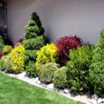 Three Favorite Shrubs | Landscaping shrubs, Side yard landscaping .