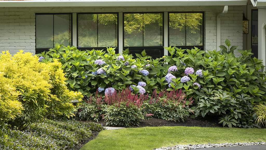 The Beauty of Landscaping Shrubs: A Guide to Enhancing Your Outdoor Space