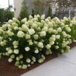 Arkansas Ornamental Shrubs | Flowering shrubs in Arkans
