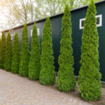 Landscaping with Trees & Shrubs - Property Design | Environmental .