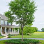 Large Tree Planting: Costs, Considerations, and What's Right for .