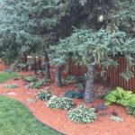 Landscaping Ideas Under Pine Trees - Image to u | Backyard trees .