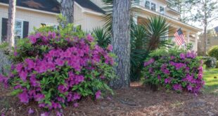 Planting Under Pine Trees with Encore Azalea | Encore Azal