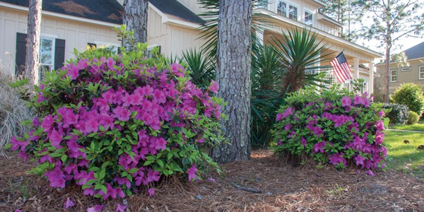 Creating a Lush Landscape Under Pine Trees