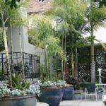 Palms and succulents in pots | Modern backyard landscaping .