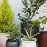 Perfect Plant & Pot Pairings for Holiday Gifts - Dennis' 7 Dees .