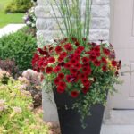 Front Yard Planter Ideas for Colorful Container Plan