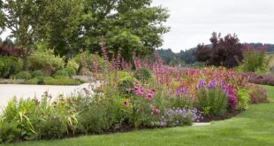 Modern Meadow: A Fresh Take on Pollinator Garden Desi