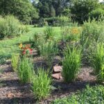 Pollinator Gardens | University of Maryland Extensi