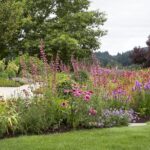 Modern Meadow: A Fresh Take on Pollinator Garden Desi
