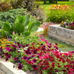Everything You Want to Know About Raised Garden Beds | Garden Ga