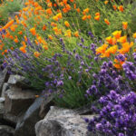 Gravel and Rock Gardens - Inspiring Garden Ideas for all Gardene