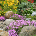 How to Build a Rock Garden | Platt Hill Nursery | Blog & Advi