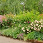 Rose Garden Ideas - How to Design with Roses | Garden Desi