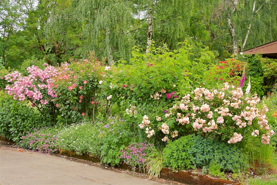 The Beauty of Creating a Rose Garden Design