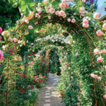 Create a Beautiful Rose Garden | Garden Ga