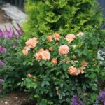 Rose Garden Ideas - How to Design with Roses | Garden Desi