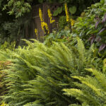 Shade Garden Secrets: Design Tips and Plants for Your Shady Spac