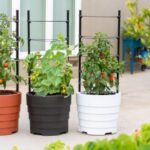 Small Vegetable Garden Ideas | Gardener's Supp