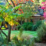 The best trees to plant in small gardens for privacy, flowering .