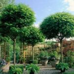 Best Deciduous and Evergreen Single Stem Trees for Small Gardens .