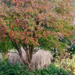 Best Trees for Small Gardens | BBC Gardeners World Magazi