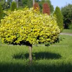 Suitable Trees For A Small Garden – DEVON MA