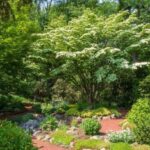 10 Best Trees for Small Gardens - Best Small Trees for Tiny Yar